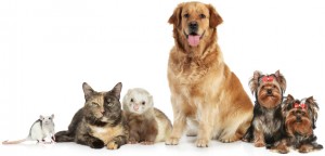 Organic Pet Care Products Tropical Products